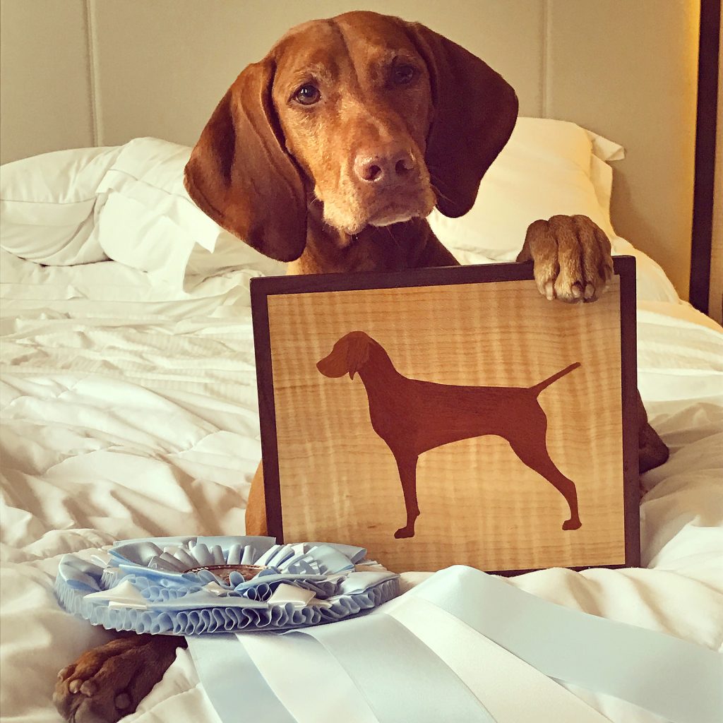 Vizsla